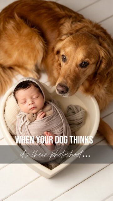 Dogs are family too.
If your four-legged best friend is a big part of your life, I’d love them to be part of your newborn photos too.
Just remember to bring plenty of their favourite treats (they’re amazing little models when snacks are involved!), and as an extra bonus, there’s a large enclosed garden behind the studio where they can stretch their legs before or after the session.
After all, the best family photos include everyone.
#londonnewbornphotographer #surreynewbornphotographer #southwestlondonmums #suttonnewbornphotographer #wimbledonmums